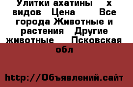 Улитки ахатины  2-х видов › Цена ­ 0 - Все города Животные и растения » Другие животные   . Псковская обл.